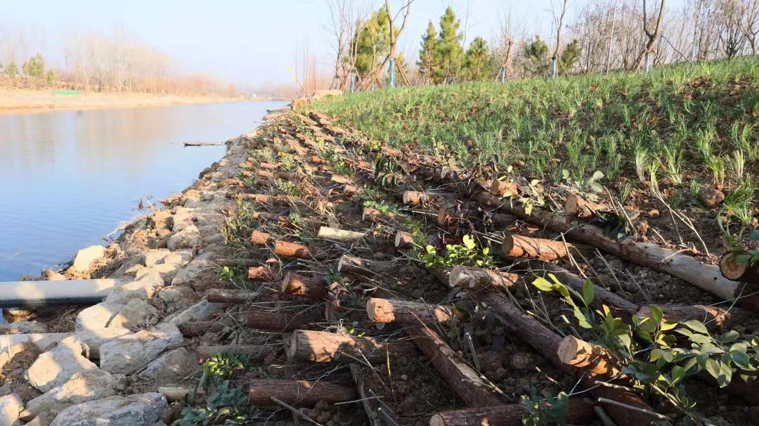 南四湖流域豐沛運河生態(tài)修復提升項目
